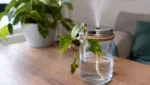 DIY-Luftbefeuchter: Nachhaltig upcyceln